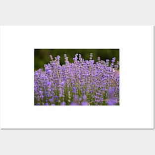 Lavender flowers closeup Posters and Art